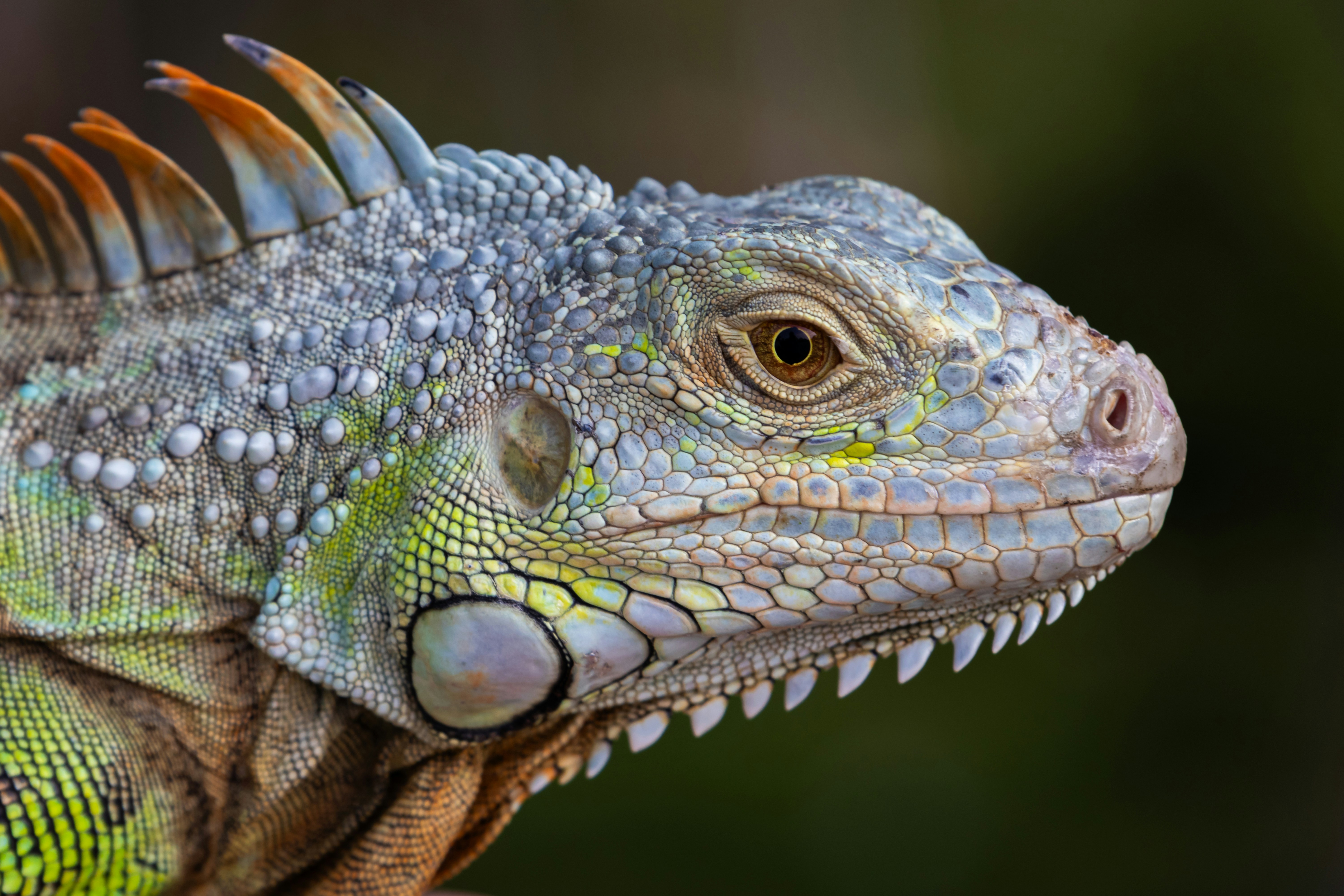 Garder son sang-froid avec les reptiles